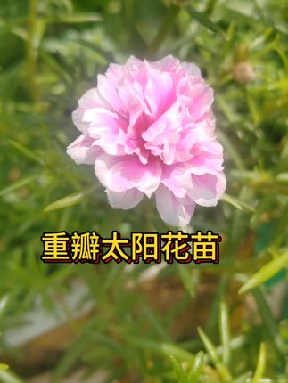 多色重瓣太阳花苗 #重瓣太阳花 #太阳花 #多色重瓣太阳花 #爱生活爱养花 #盆栽