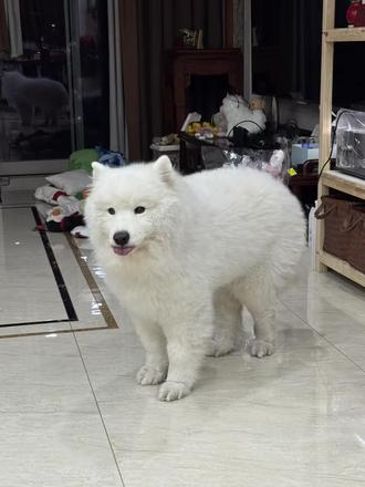 睡不着发个小狗干
#萨摩耶 #减肥 #老鼠干 #颜值