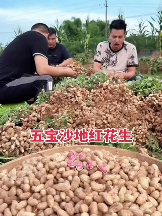 五宝红沙地湿花生,生吃,凉拌,炖汤,煮花生稀饭都巴适得很#我的乡村生活 #湿花生#五宝镇花生