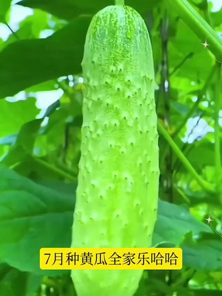 冲销量啦,这个价格的唐山秋瓜种子,你还不下手吗?种出来的唐山秋瓜,甜脆可口,黄瓜味浓#农业种植 #黄瓜种植 #黄瓜种子#蔬果种子