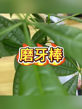 #儿童磨牙棒 #花椒木磨牙棒 #宝宝啃咬玩具