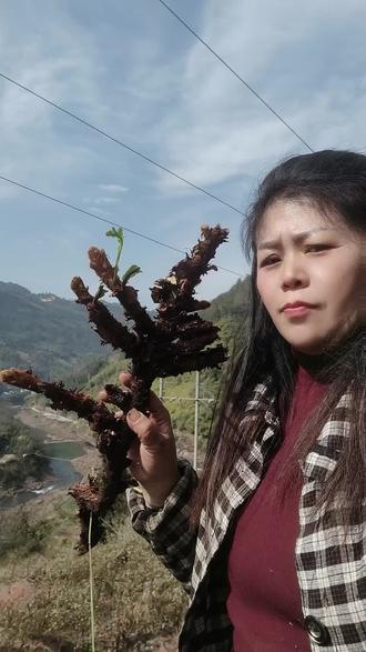 如有不适线下就医,土名又叫巴岩姜