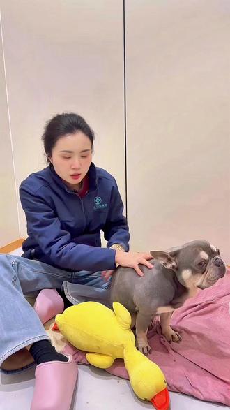 🐶 三个月前躺平的瘫痪斗牛犬,如今能跑能跳啦!
天生胸椎腰椎畸形,斗牛犬的品种特性+先天性问题,当初手术时我们虽不敢承诺百分百预后,但从精准手术到中医针灸、镭射康复,每一步都拼尽全力~
现在一切正常,外表虽有点特别,却能自主行走、生活自理,这就是生命的韧性呀!
宠物疑难杂症,我们用丰富的临床经验+综合康复方案保驾护航❤️
点赞为这只小勇士祝福,你家毛孩有健康困扰?评论区随时问~
#狗狗瘫痪康复 #狗狗瘫痪 #斗牛犬 #宠物医生