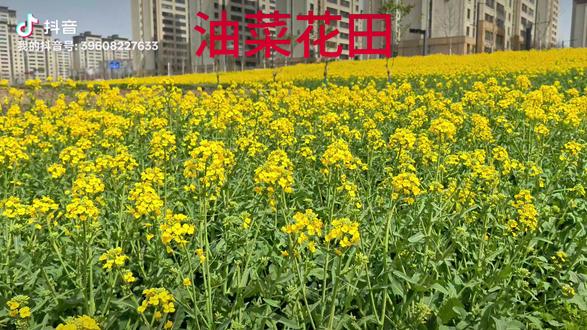 拍摄地,《1》西安创新港东曹家滩村油菜花田(免费),交通: 西安地铁5号线,创新港东站下车A口出,后走100米到十字路口,过马路左转走100米既到,咸阳27路公交车,创新港东站下车,前行50米到十字路口,过马路左转过马路,走100米既到。《2》长安少陵公园(免费),西安地铁二号线,韦曲南站下车D口出 ,后走50米到十字路口给马路,左转走400米过马路既到。