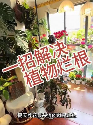 一招解决植物烂根 #花卉绿植 #养花小知识 #室内养花 #阳台花园 #