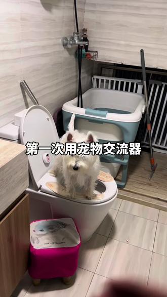 奶油第一次用宠物交流器#宠物交流器 #西高地 #西高地白梗 #宠物说话