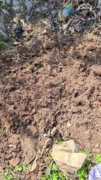 家里散养的土鸡刨土太厉害了#大山里的原生态 #种地不容易