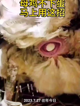 #养鹅 #养鸡 #养鸭 #鸡鸭鹅养殖 #三农养殖