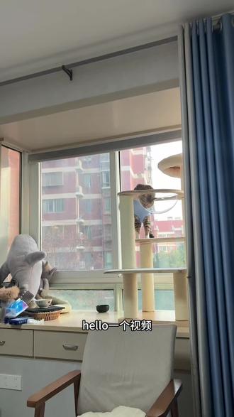 小猫绝育完整流程
#猫咪 #猫#绝育 #猫咪科普 #动物