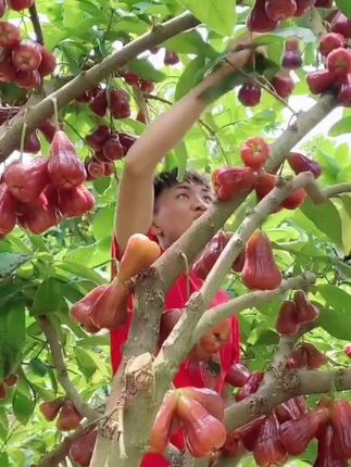 #上热门🔥 这个就是种一次可以吃好久的水果,它叫黑金刚莲雾,它的产量特别高,一年四季都能结果,而且口感脆甜多汁,非常的好吃。家里有阳台、小院的朋友们,赶紧种上几颗吧!