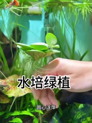 夸孩子也是一门学问要用对方式,不然只能适得其反#亲子教育#育儿#家庭教育#父母课堂#干货分享