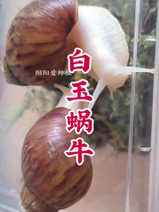 想养个宠物~又觉得猫猫狗狗很麻烦的~推荐你养这种“懒人宠物”白玉蜗牛!#白玉蜗牛 #爬宠 #宠物