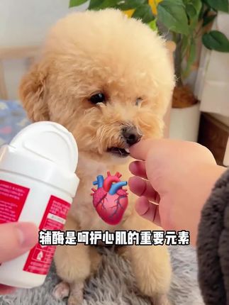 猫狗辅酶真不是随便买都一样#辅酶q10 #宠物辅酶q10 #养宠进阶指南 #宠物