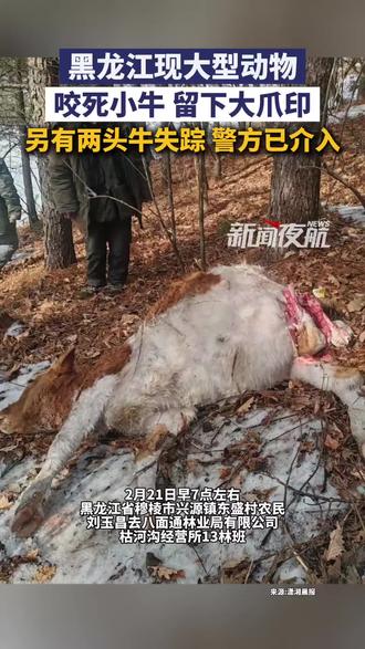 2月21日(发布),黑龙江穆棱。黑龙江现大型动物,咬死小牛 留下大爪印,另有两头牛失踪警方已介入。