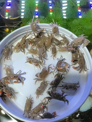 🔥 这只迷你辣椒蟹也太可爱了吧!🦀 不仅是鱼缸的颜值担当,还是清洁小能手~✨ 清理残渣➕净化水质,懒人养鱼好帮手! 新手也能轻松养,不爱生病超好活💪 颜值实力双双在线,这谁能顶得住?#迷你辣椒蟹 #水族 #观赏鱼 #观赏鱼推荐 #养鱼日记