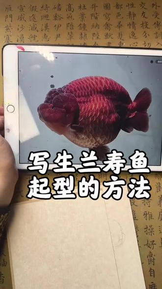 大家一直问我写生小鱼怎么画线稿,有时候直播画了,大家没看到,我就发一个简单的讲解,从观察照片到起型的方法,希望对大家有用
#绘画步骤 #绘画技巧分享 #绘画小技巧 #绘画步骤分享 #绘画步骤记录🎬