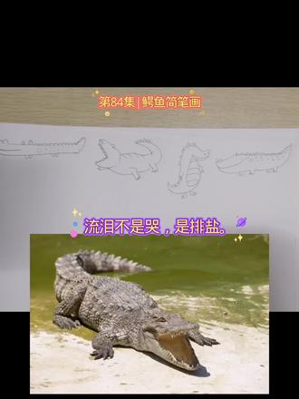 第84集|鳄鱼简笔画,画出四种鳄鱼超简单! #简笔画教程 #儿童爱看的小视频 #一起学画画 #真实生活分享计划