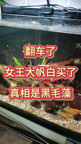 女王大帆白买了,真相是黑毛藻 褐地毯系列第四期,翻车。
女王大帆一口没啃,网友鉴定:不是丝藻,是黑毛藻。
整缸到处都是,戊二醛已经点不过来了,决定翻缸。
养鱼和跑步一样,承认方案不行、重新开始,比硬撑更需要勇气。
下一期,翻缸全过程。
#养鱼日记 #阳台缸 #黑毛藻 #养鱼养心 #养鱼经验分享