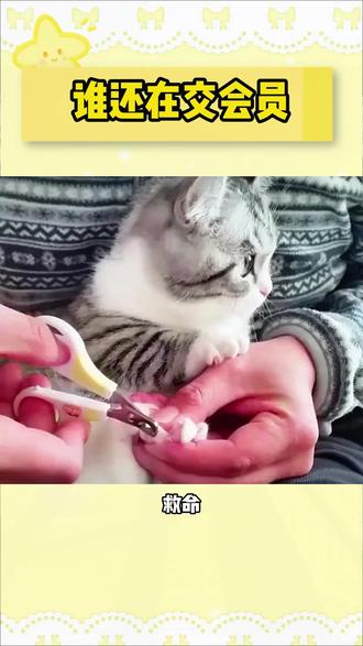 谁还在交会员#番茄音乐