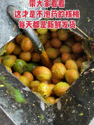 新鲜核桃,机器去皮不泡药水,让孕妇和宝宝吃的放心#新鲜核桃#核桃 #现摘现发