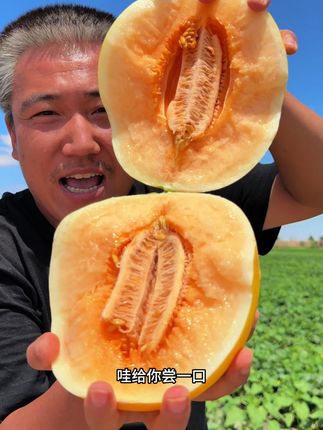 甘肃民勤沙漠蜜瓜,产地直发头茬瓜香甜多汁,来自腾格里沙漠的甜蜜问候 #沙漠蜜瓜 #民勤蜜瓜 #果农直发新鲜水果