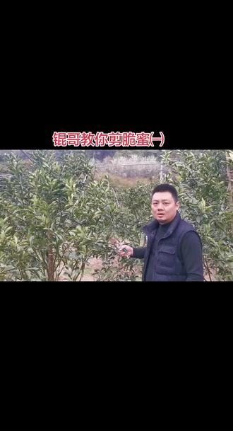 果树修剪技术分享 开春万物复苏,百业待兴,农耕初始,快来看锟哥教你修剪脆蜜,专注农业#脆蜜金桔 #三农流量扶持计划 #技术分享 #修剪