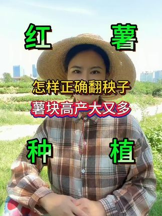 红薯怎样翻秧子才能结的又大又多产量高呢#红薯种植 #红薯高产 #红薯施肥 #地下根茎膨大宝 #种植小技巧 @抖加🔥上热门🔥dou+🔥热点宝 @抖音小助手