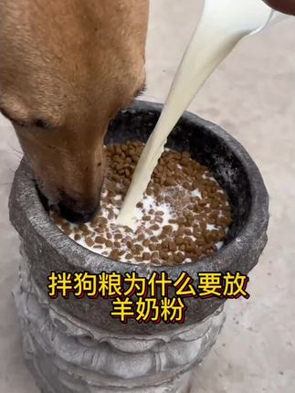 拌狗粮的时候为什么要放羊奶粉#养狗经验分享 #新手养狗 #幼犬 #狗狗用品 #喂狗