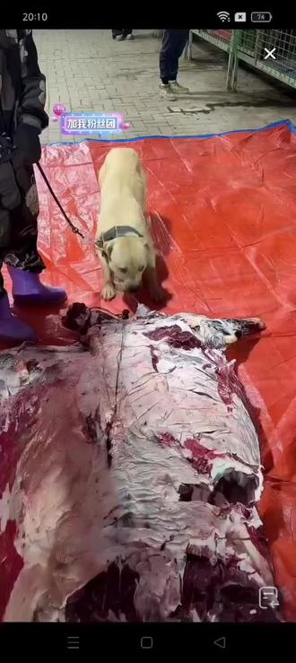 大黄蜂你快点合群吧不要打架了,吃了第一口牛肉平平安安,期待你干活像你打架一样猛#西北刀客大黄蜂 #西北刀客公益护农 #西北刀客老吴