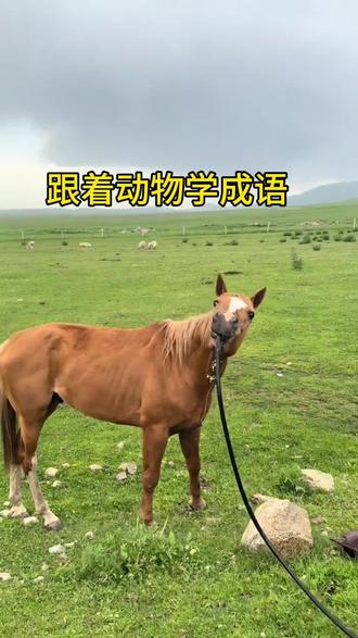 跟着动物学成语#成语积累