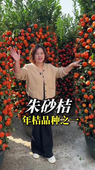 朱砂桔——年桔品种之一#过年 #年宵花 #年味 #花园设计
#真实生活分享计划