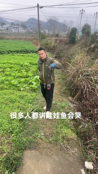 娃娃鱼是不会哭的,我养娃娃差不多20了就没听到哭过#娃娃鱼#保护野生动物 #养殖不易每天记录