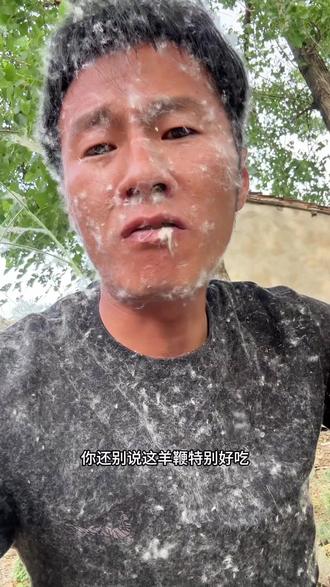都说河北的杨棉多,河南的杨棉多,你没来过安徽吧? #杨棉 #杨棉满天飞 #柳絮