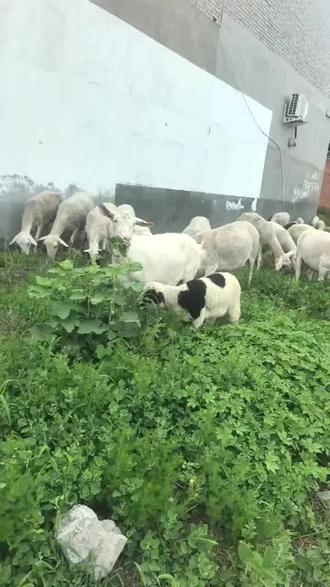 #羊群悠然吃草,谁要羊🐑,可以呼叫我哦😲😲😲