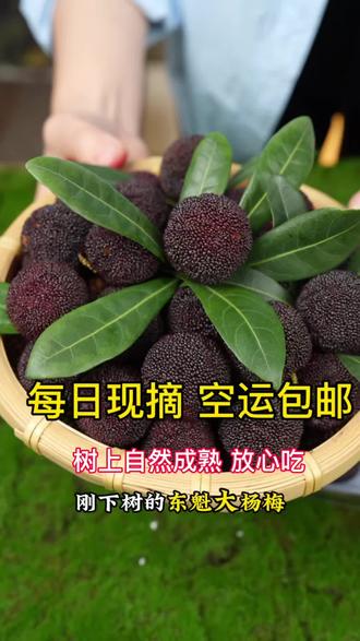 2026年 高山东魁#杨梅熟了,每一颗都是现摘的#杨梅 鲜甜爽口,孕妈妈小宝宝都爱吃 #杨梅季 喜欢吃杨梅的赶紧来#新鲜应季水果 #口感非常好