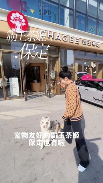 保定也有宠物友好的霸王茶姬了而且还有买一送一的活动#chageetogether#霸王茶姬河北#霸王茶姬河北保定宠物主题店