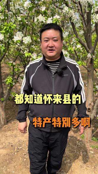 #八棱海棠 #小南辛堡 八棱海棠之乡小南辛堡
