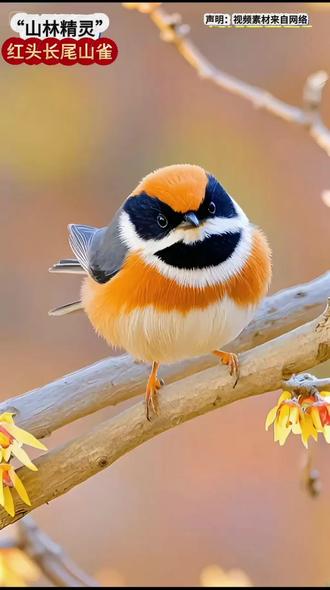 #动物科普日记 #创作者中心 #创作灵感 #“山林精灵”——红头长尾山雀#爱鸟护鸟 #动物趣事