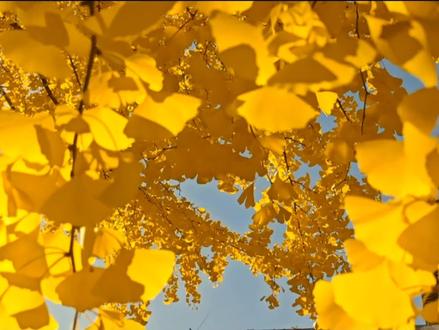 当男生说我想你,该怎么回答?来!!跟着阿岑学 ⦁֊⦁꧞ #岑岑#直播 #快乐分享