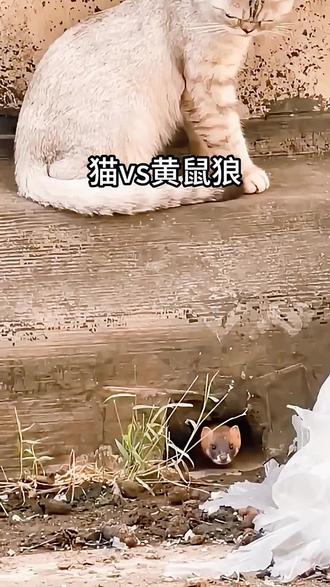 #神奇动物看这里 #黄鼠狼VS猫