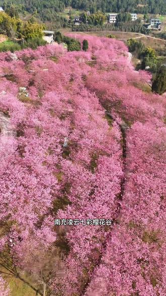 南充凌云山七彩樱花谷正月初六开园看樱花了,特惠票9.9哦,拍照打卡巨出片!家人出游、朋友约会都合适,这个春节,来凌云山看一场浪漫樱花雨!#凌云山七彩樱花谷 #南充春节踏青赏花#南充春节去哪儿玩#南充春节周边游