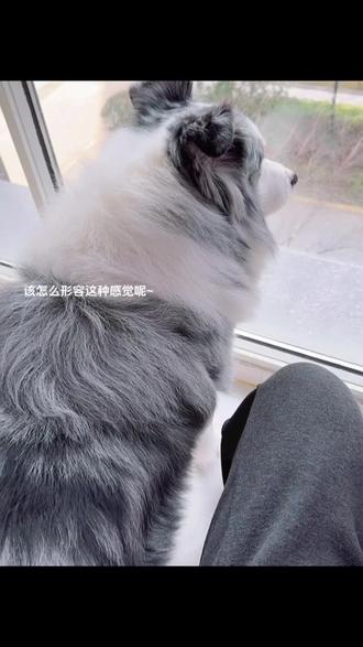 #陨石边牧 想给它编个脏脏辫。