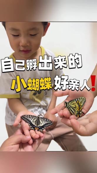 带娃在家孵化蝴蝶❗是一次超哇塞的科普体验#蝴蝶蛹 #孵化蝴蝶 #蝴蝶孵化 #亲子时光 #昆虫科普活动