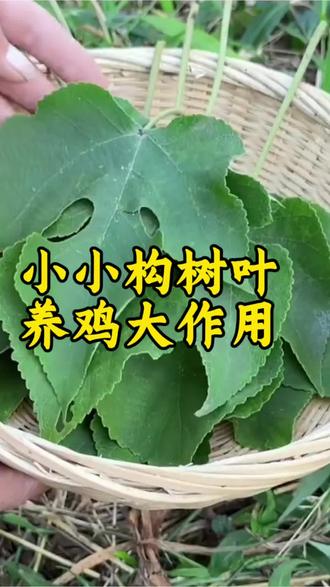 构树叶在养鸡中的作用#土鸡养殖#养殖土鸡#农村养殖#养鸡人#养鸡