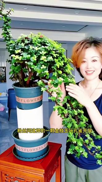 金枝玉叶孔雀开屏,如何种植,以及如何养护#金枝玉叶 #盆景 #盆景艺术