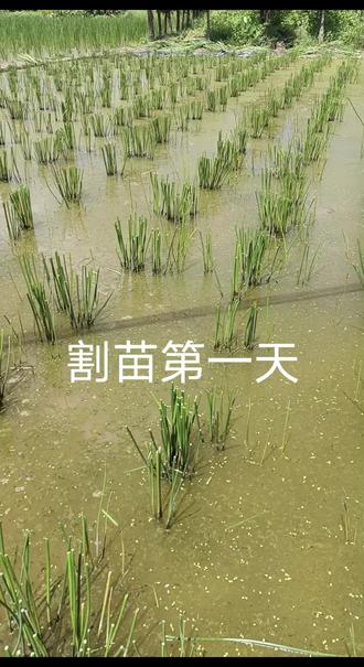 割苗省农药省化肥,期待后续结果大小,产量如何