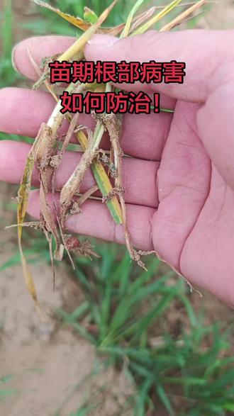 小麦播种过深,湿度大,根部纹枯病,茎基腐病发生严重!如何科学管理,需要用哪些药剂防治!#农业种植 #新农人计划 #诺普信爱丰收 #爱丰收真丰收 #我的乡村生活一般人不知道是什么