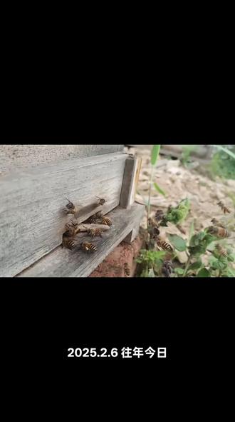 蜂毒有啥效果#三农 #农村养蜂人 #蜜蜂