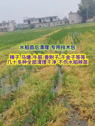 水稻田苗后清理专用技术包、稗子、马塘、牛筋、水花生、稻李氏禾、野慈菇等等、一个组合都清理干净、不伤水稻苗。#水稻苗后清理不伤秧苗 #水稻田清理专用组合 #水稻田清理配方 #水稻种植技术 #水稻