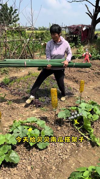 包塑钢管支架,给黄瓜豆角丝瓜番茄搭爬藤架美观又耐用 #蔬菜爬藤架 #种菜经验分享 #家庭种菜 #豆角架搭建 #我的农村生活